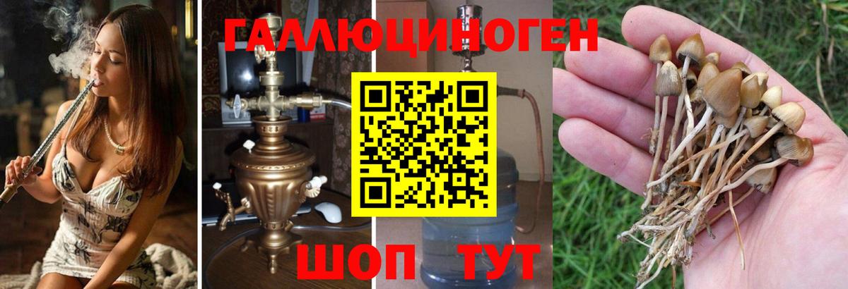 Псилоцибиновые грибы GOLDEN TEACHER Клинцы